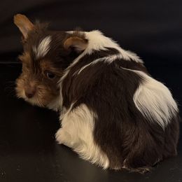 Stetson - Parti male Yorkshire Terrier puppy in Colmesneil, Texas from Wanda Toparcean's Yorkies
