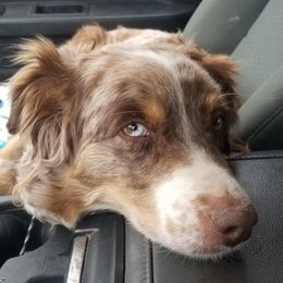 Australian Shepherds from Silverheels Australian Shepherds