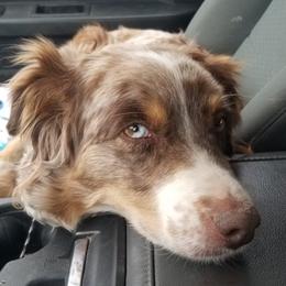 Australian Shepherds from Silverheels Australian Shepherds