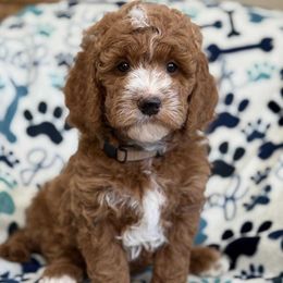 Forest - green collar - Red  male Goldendoodle puppy in Yuciapa, California from AlltheDoodlez_