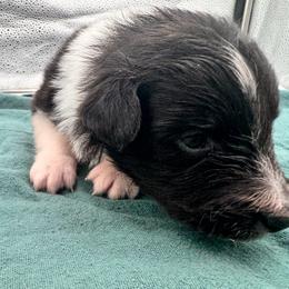 Girl 3 - Black white and tan female Shetland Sheepdog puppy in Pensacola, Florida from Nancy Barger's Siberian Huskies