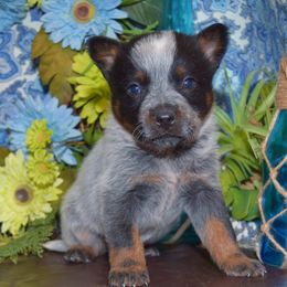 Australian Cattle Dog and Pembroke Welsh Corgi Puppies from Heelers in Texas