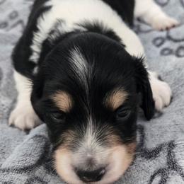 Pie boy - Black and cream male Dachshund puppy in Venice, Florida from JD’s Weiner-Wonderland