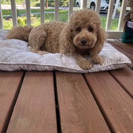 Goldendoodle All Grown Up from Gracefully Doodled