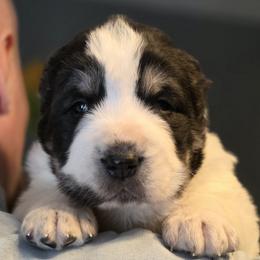 Central Asian Shepherd Dog and Skye Terrier Puppies from A Plus A