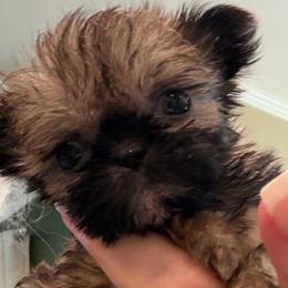 Khloe - Black and tan female Shih Tzu puppy in Burlington, North Carolina from Nancy’s Lil’Shih Tzus