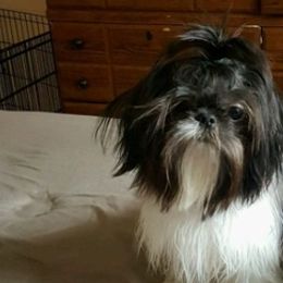 Shih Tzus from Donna M Swain's Shih Tzus
