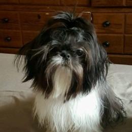 Shih Tzus from Donna M Swain's Shih Tzus