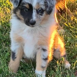 Miniature Australian Shepherds from Mills Farm Miniature and Toy Australian Shepherds