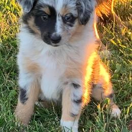 Miniature Australian Shepherds from Mills Farm Miniature and Toy Australian Shepherds