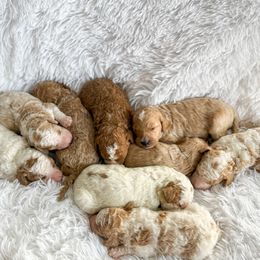 Goldendoodle Puppies from ZaraDoodles