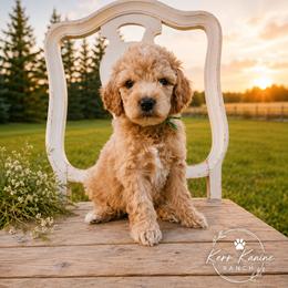 Lincoln - Apricot male Goldendoodle puppy in Ashton, Idaho from Kerr Kanine Ranch