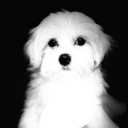Maltese Puppies from Old Hickory Maltese
