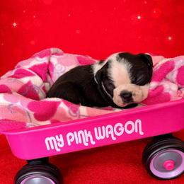 Cora - Black and white female Boston Terrier puppy in Kentucky from Graceful Paws