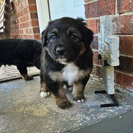 Dani - Black tri-color female Australian Shepherd puppy in Marengo, Indiana from J&J Kennel