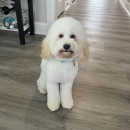 Chanel - Goldendoodle