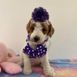 Dark purple - Parti female Goldendoodle puppy in Pawtucket, Rhode Island from Ds_minidoodles