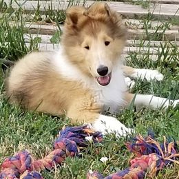 Collie Puppies from Maclen Collies
