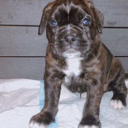 Boxer Puppies from Goodfella Boxers