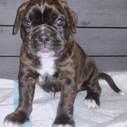 Boxer Puppies from Goodfella Boxers