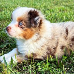 Leonard - Red merle male Toy Australian Shepherd puppy in Smithville, Arkansas from Cooper Creek Aussies
