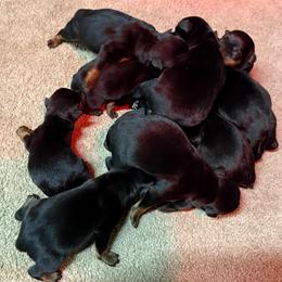 Girl 2 - Black and mahogany female Rottweiler puppy in Newfoundland, Pennsylvania from Poconopaws