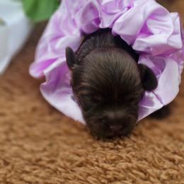 Mocha - Chocolate female Cavapoo puppy in Decatur, Illinois from Petite Pups