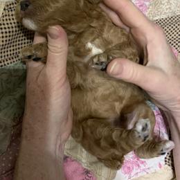 Poodle Puppies from Sunflower Poodles