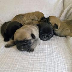 Bigger Fawn boy - Fawn male Pug puppy in Fall Creek, Wisconsin from Heartville Pugs
