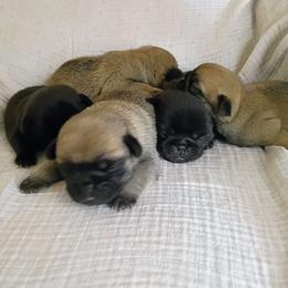 Bigger Fawn boy - Fawn male Pug puppy in Fall Creek, Wisconsin from Heartville Pugs