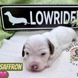 Saffron - Piebald female Dachshund puppy in Hockley, Texas from Shans Down Home Doxies