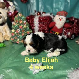 Sir Camelot (Elijah) - Tri-color male Cavalier King Charles Spaniel puppy in Broken Arrow, Oklahoma from Cavalier King Charles Heartland