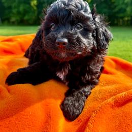 Nitro - Black and white male Aussiedoodle puppy in Science Hill, Kentucky from Southern Paws Kennels