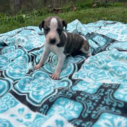 Crush - White and red brindle male Whippet puppy in Oneida, Tennessee from Saving Grace