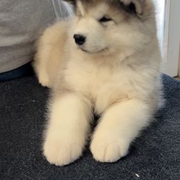 Alaskan Malamute Puppies from Sno-Ridge Alaskan Malamutes est 1972