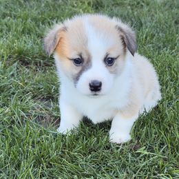 Pembroke Welsh Corgi Puppies from Grit Phillips
