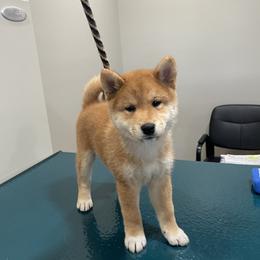 Shiba Inu puppies from Crescent Moon Shibas