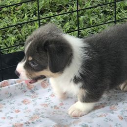 American Corgi and Pembroke Welsh Corgi Puppies from Red White & Bluie Corgi