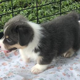 American Corgi and Pembroke Welsh Corgi Puppies from Red White & Bluie Corgi