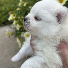POLAR - White male Pomeranian puppy in Interlachen, Florida from DK DARLINGS