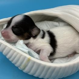 Bitty - White black and tan female Papillon puppy in Frostproof, Florida from Longwing Kennel