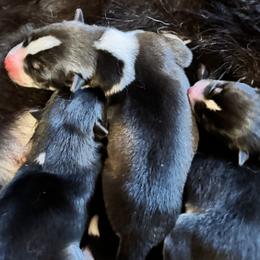 Siberian Husky puppies from WJKennels