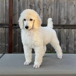 Oliver - White male Poodle puppy in Roseville, California from Aura & Luxe Poodles