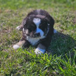 Gladiator - Black tri male Miniature Australian Shepherd puppy in Orrtanna, Pennsylvania from Mountain Top Shepherd's