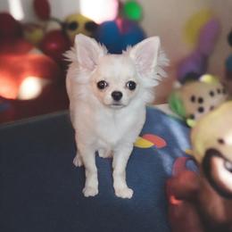 Boy 1 - male Chihuahua puppy in Brooklyn, New York from Nadezhda's Chihuahuas