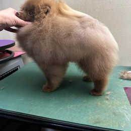 Jack - Pomeranian