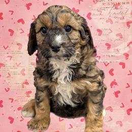 LoveBug - Sable female Cavapoo puppy in Coshocton, Ohio from Forever Family Puppies