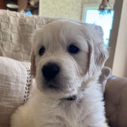 Boy 3 - Light golden Golden Retriever puppy in Alpine, California from Robinsnest Goldens