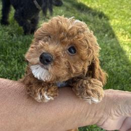 Poodle Puppies from Top Shelf Toy Dogs