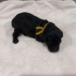 Poodle Puppies from Oodles of poodles LLC.